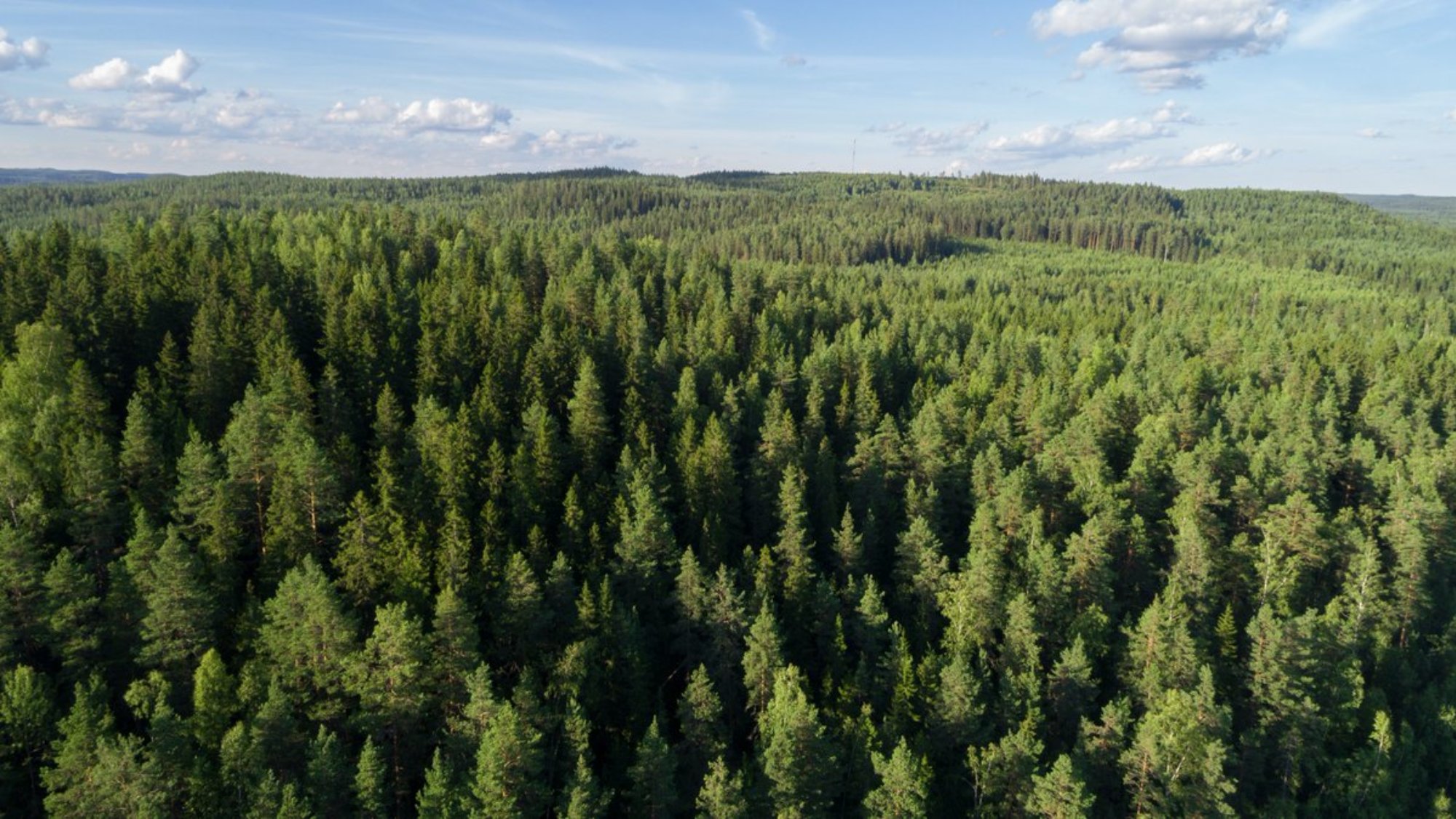 VTT creating digital forest twin for European Space Agency